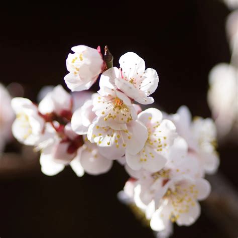 紅梅樹|梅の種類｜花が咲く季節はいつ？花梅や実梅が時期は 